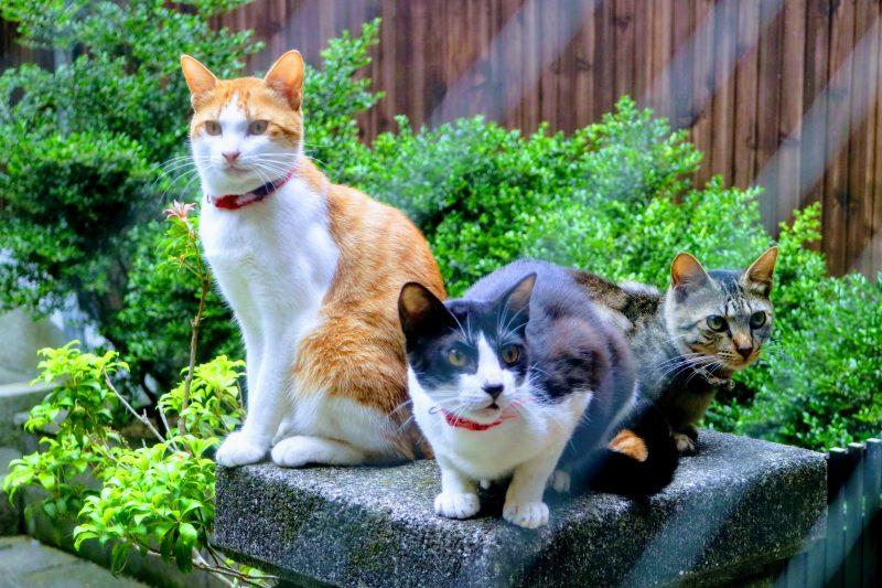 The Cat in the… Pot? Cuddly Felines Nap in Japanese Cookware